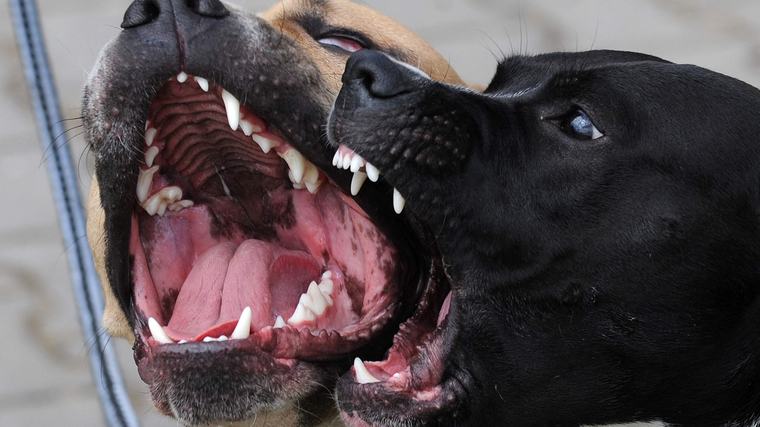 Baasje hitst pitbulls op om man aan te vallen: slachtoffer (64) zwaargewond aan arm