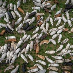 Braziliaanse dierlijke producten komen EU niet meer in door antibioticaregel