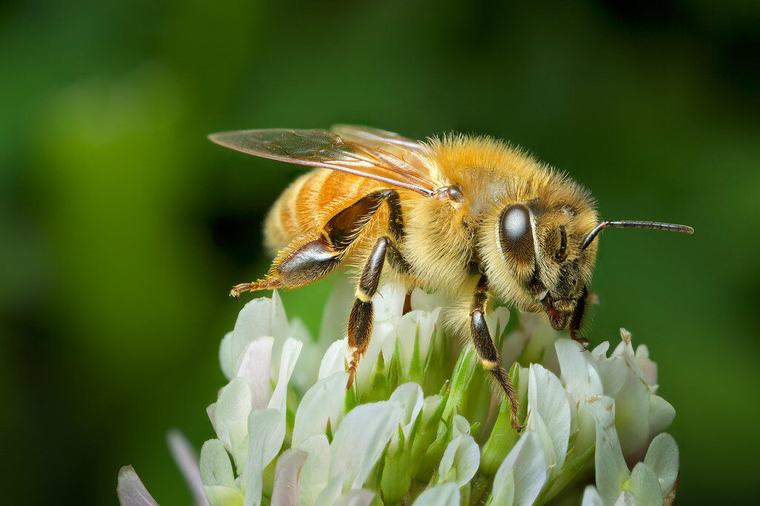 De honingbij: een natuurlijke klokkenluider voor de staat van het ecosysteem