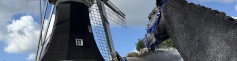 Paardenmarkt Rolde verhuist na 240 jaar en trekt meteen meer publiek én paarden