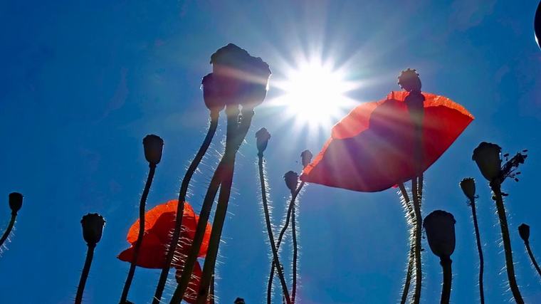 Temperaturen dalen morgen flink: is de zomer dan eindelijk voorbij?