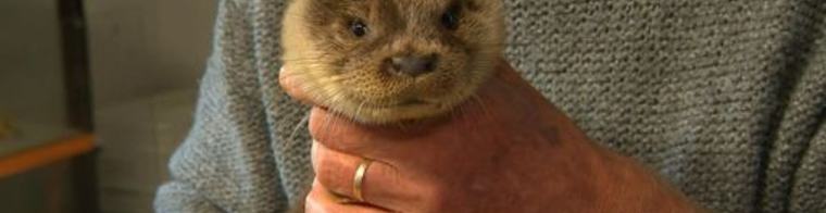 Jonge otter in slechte toestand gevonden bij Lauwersmeer, opgevangen in Westernieland