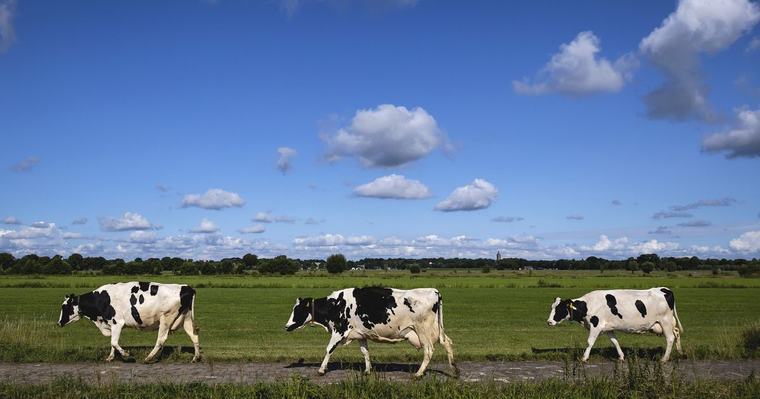 Overijssel ziet kansen in stikstofplannen, maar vreest stapeling regels voor boeren