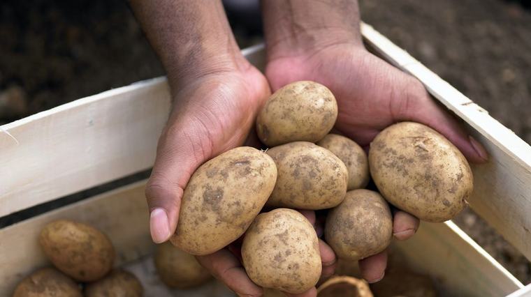 Vorig jaar te veel, nu minder: droogte raakt aardappeloogst in Overijssel