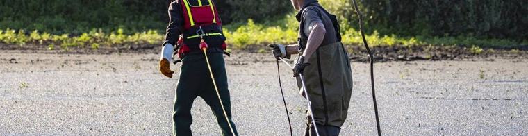 Loodzware redding: Jonge aalscholvers van verdrinkingsdood gered in drooggevallen natuurgebied