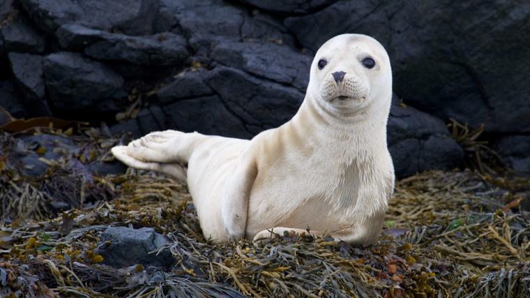 Zeldzame ’albino-zeehond’ gevonden op strand Neeltje Jans: ’Speling van de natuur’