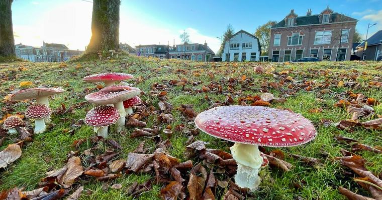Ontdek de Drentse natuur met deze agendatips