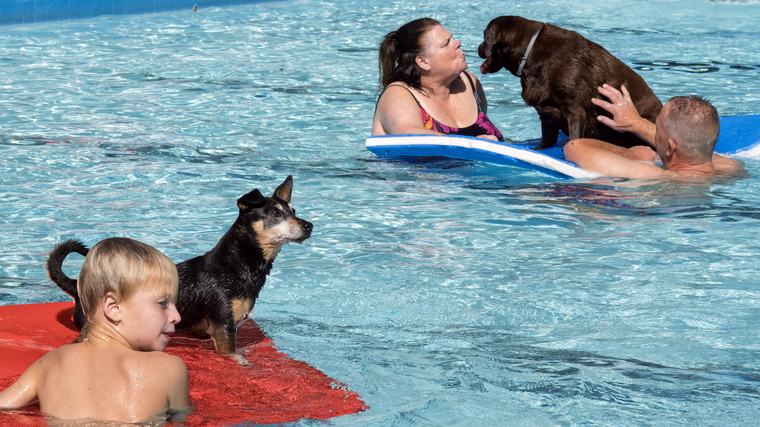 Honden zijn voor één middag weer de baas in zwembad De Zwaoi in Valthermond. ’De hond heeft er nog geen genoeg van, ik straks wel’