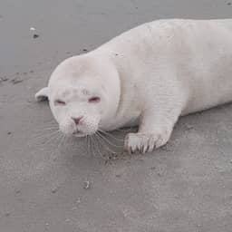 Zeldzame zeehond met albinisme gevonden op strand Neeltje Jans