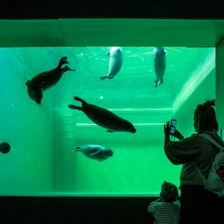 Code rood voor zeehondencentrum: bouwbedrijven wachten op hun geld. ‘Niemand wil een leegstaand gebouw’