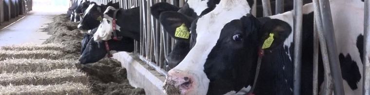 'Groninger boeren slechter af met nieuw stikstofplan dan met oude aanpak'