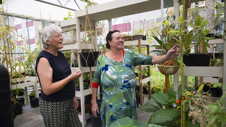 Bij de Volkshortus in Selwerd verbouwen inwoners van de wijk exotische groenten die hier op de markt een fortuin kosten