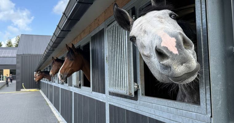 Nieuw Hippisch Centrum Noordenveld in trek: 'We voelen ons soms een soort kinderopvang'