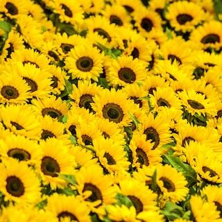 Georgische zonnebloemolie smaakt heel anders dan die bij ons. ‘Dit is puur natuur, lekkerder bestaat niet’