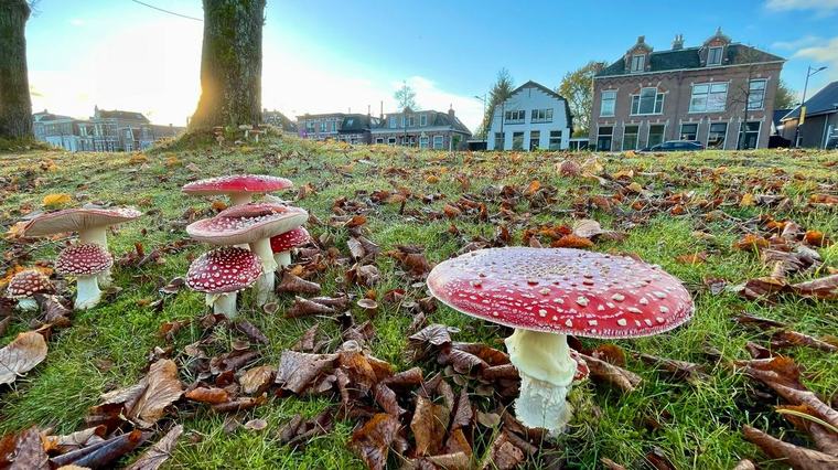 Ontdek de Drentse natuur met deze agendatips