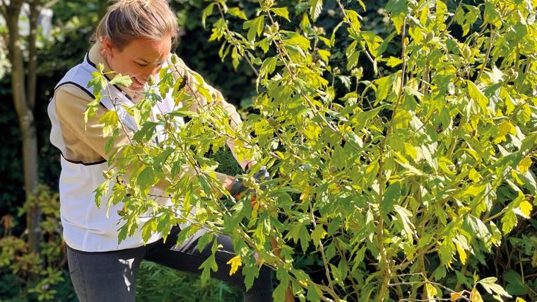Struikrovers actief in de wijk Menkema in Uithuizen. Planten en struiken krijgen tweede leven