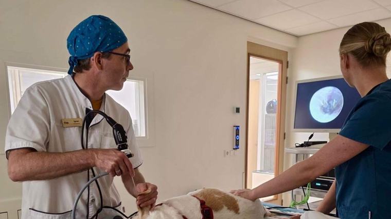 Dierenarts waarschuwt voor grasaren bij honden en katten: ’Uiteindelijk hebben we hem via de elleboog eruit gevist’