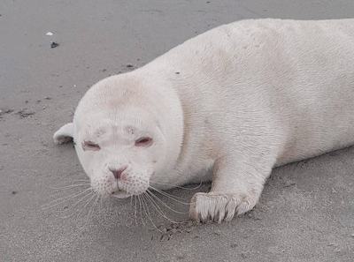 Zeldzame albino-zeehond gevonden op strand bij Neeltje Jans