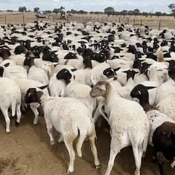 Duizenden schapen met miljoenenwaarde gestolen van Australische boerderij