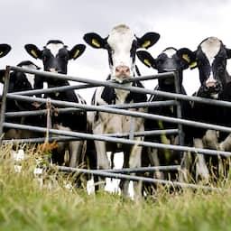 Antibioticagebruik in Nederlandse veehouderij opnieuw gedaald