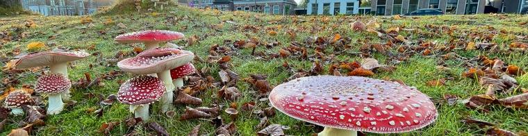 Ontdek de Drentse natuur met deze agendatips