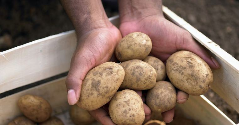 Vorig jaar te veel, nu minder: droogte raakt aardappeloogst in Overijssel
