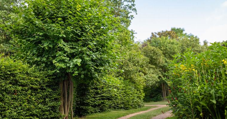 Door bliksem getroffen Uffelter knotlinde genomineerd als Boom van het Jaar