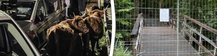 Park op slot na ontsnapping Schotse hooglanders: 'Ze hebben rust nodig'