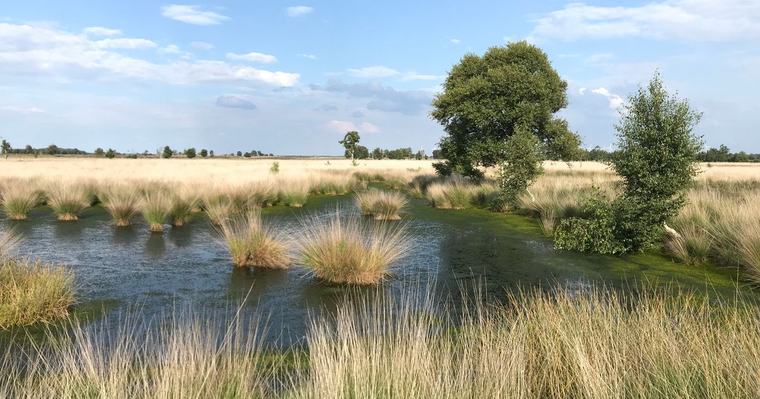 Planbureau Leefomgeving: veestapel moet inkrimpen vanwege stikstof