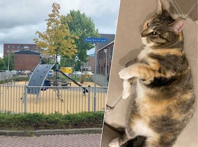 Gezin in shock nadat man kat Luna lokt en meeneemt: ‘We slapen er niet van, dit is een nachtmerrie’