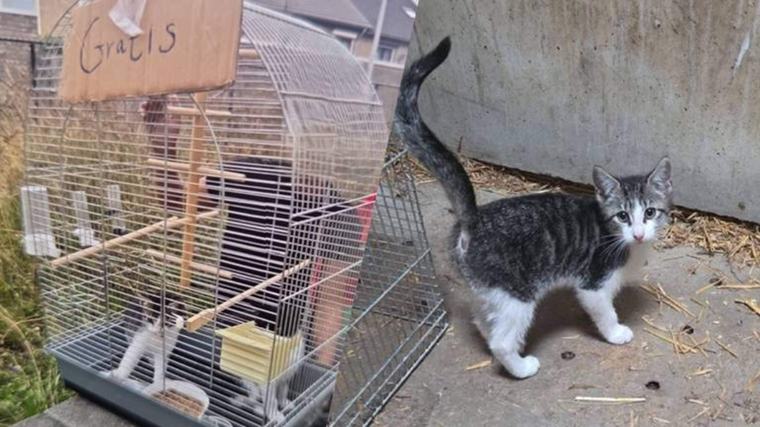Kittens gratis aangeboden en in een vogelkooi achtergelaten