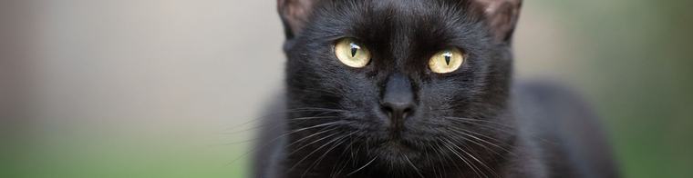 Schiedammer lokt katten naar achtertuin en gooit heet water over ze heen