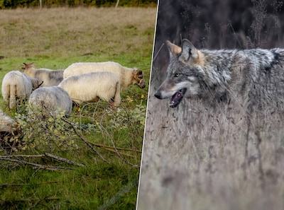 Lokkooi met levende schapen om wolf te vangen, Faunabescherming eist ingrijpen