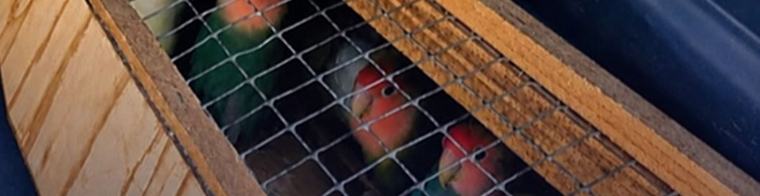 Politie vindt 65 vogels in verwaarloosde woning