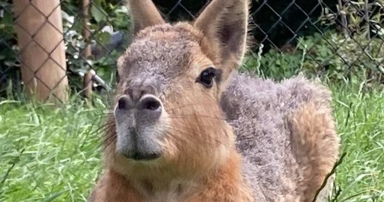 Drie mara's ontsnapt uit Avifauna, één dier nog niet teruggevonden