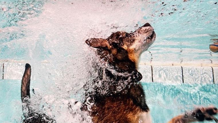 Spetterspektakel: Honden nemen zwembad Aalsmeer over tijdens hondenplons