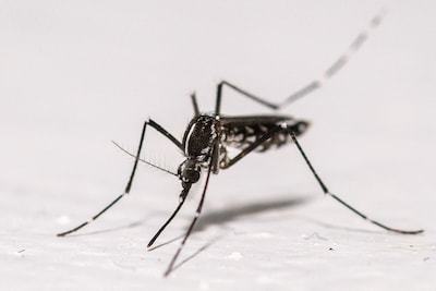 Al negen besmettingen met westnijlvirus vastgesteld die in Nederland zijn opgelopen, tot nu toe één dode