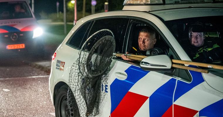 Dierentuin ziet het ene na het andere dier ontsnappen: hoe zorgelijk is dat?