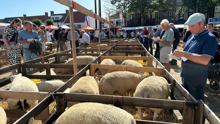 Schapenfokdag is terug, maar voor hoelang? 'Hopen dat we het in stand kunnen houden'