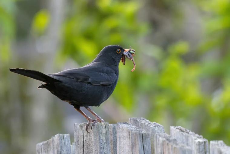 Dit slimme vogelhuisje gebruikt AI om volgelsoorten te herkennen